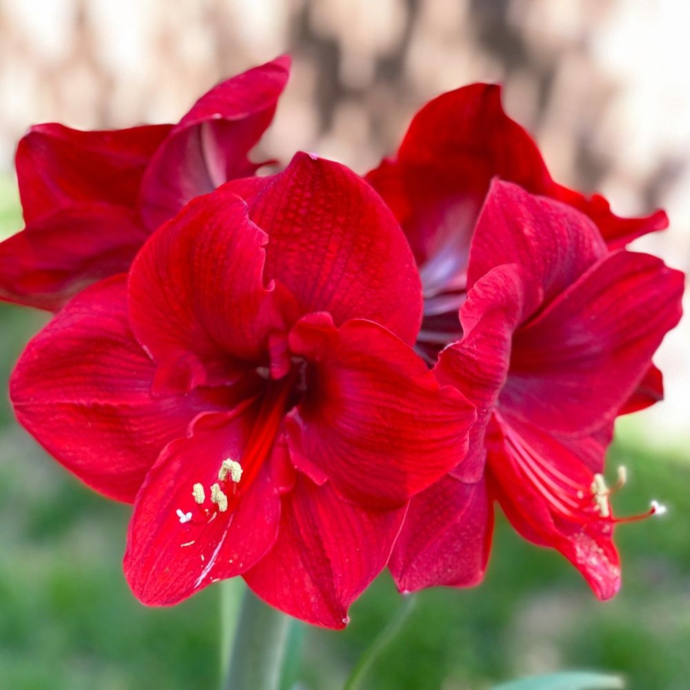 Amaryllis Red Lion main product photo