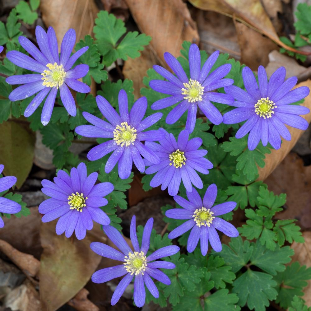 Anemone de Grèce Blue Shades main product photo