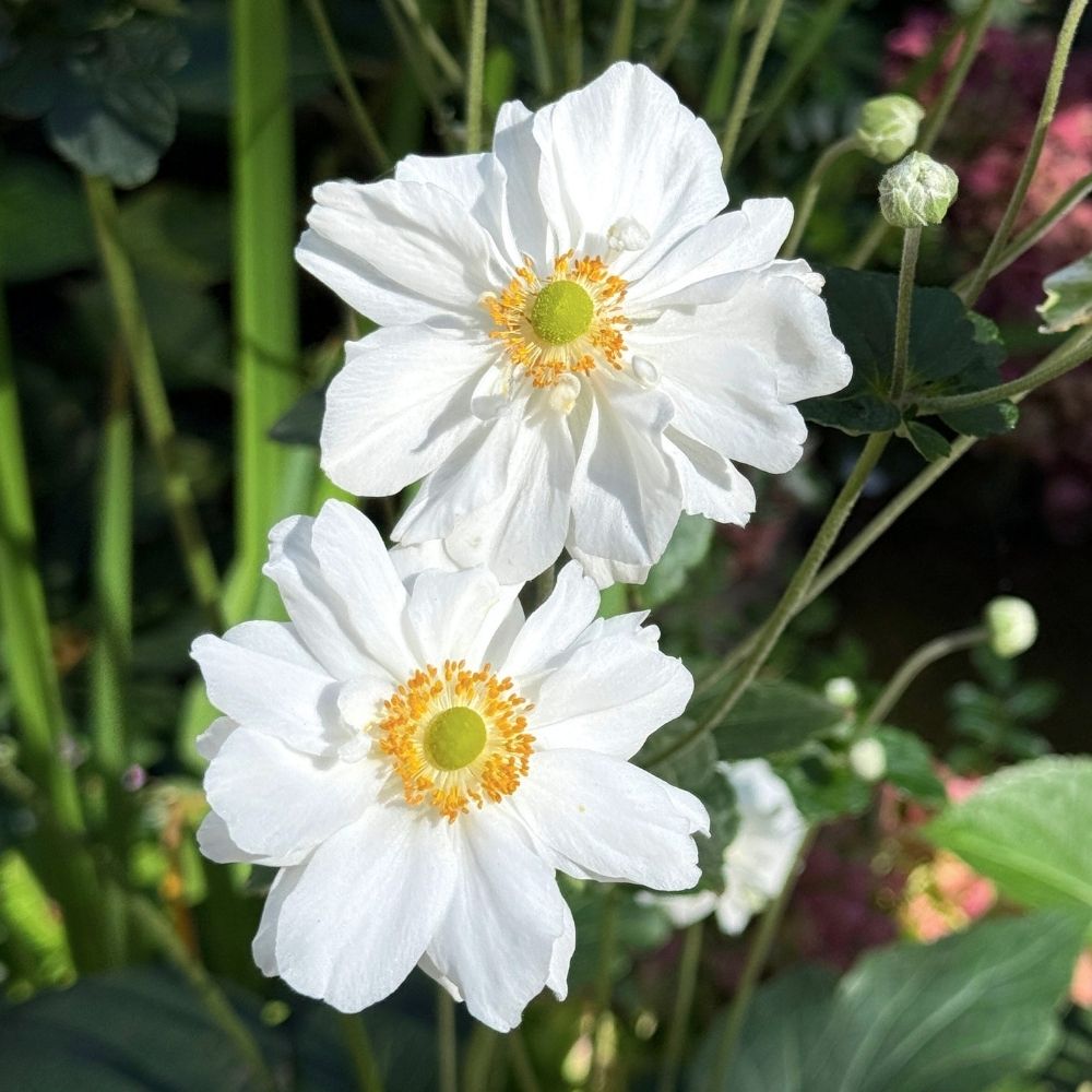 Anemone japonaise Whirlwind main product photo