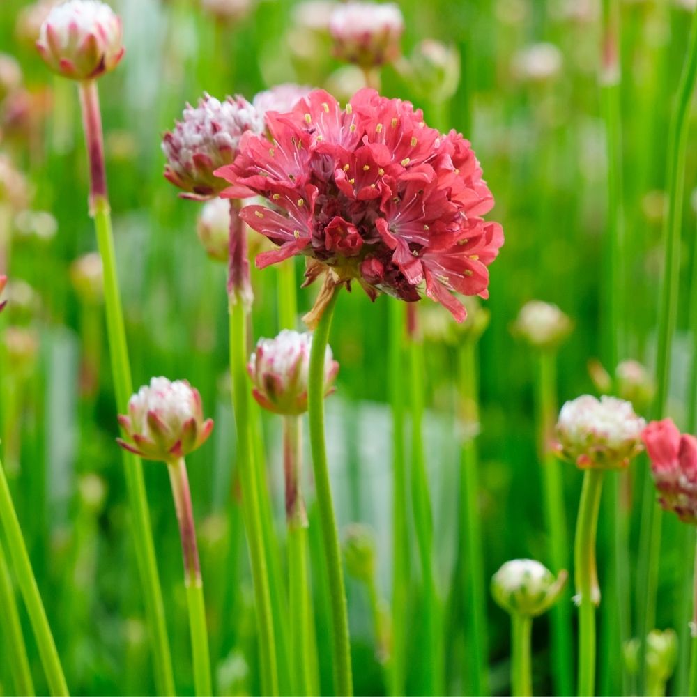 Gazon d'Espagne Ballerina Red main product photo