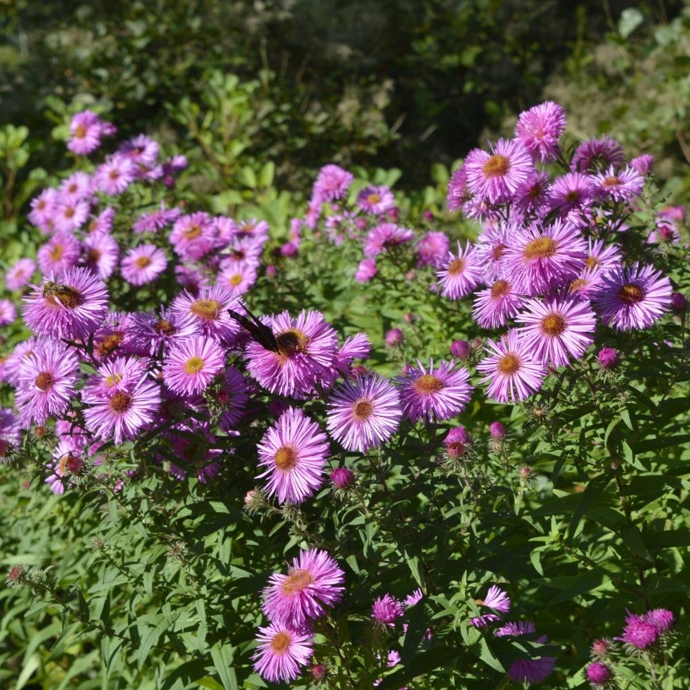 Aster d'automne haut Pink Star main product photo
