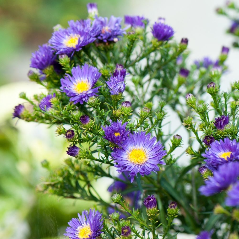 Aster de Nouvelle Belgique Eventide, grand aster d'automne ou Aster novi-belgii main product photo