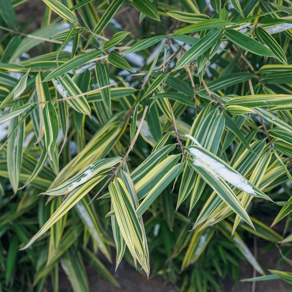 Bambou Sasa masamuneana Albostriata main product photo