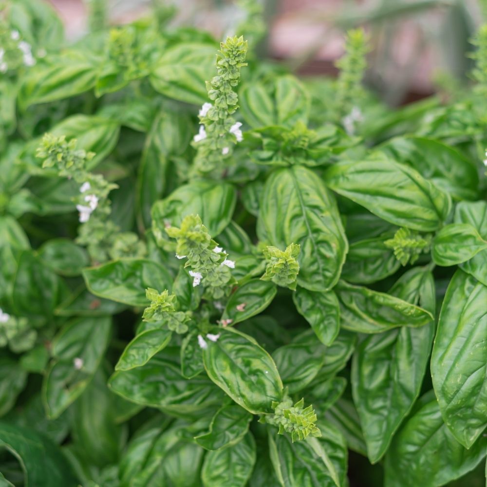 Basilic Genovese BIO main product photo