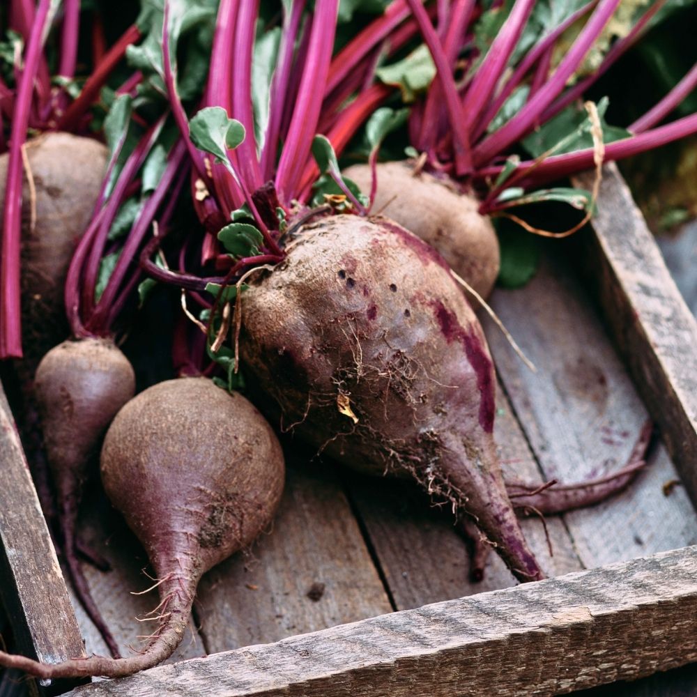 Betterave potagère Crapaudine main product photo