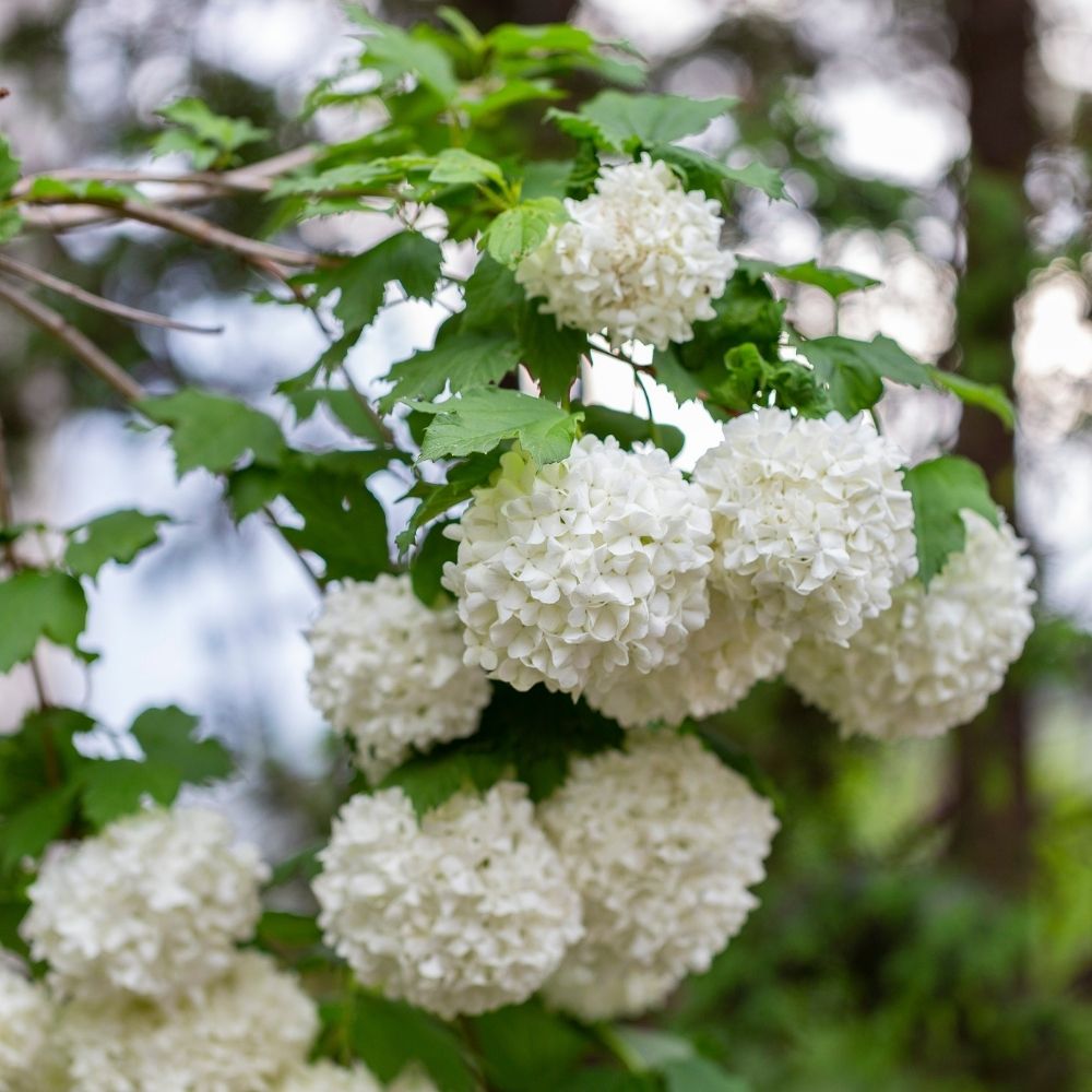 Boule de neige ou Viburnum opulus 'Roseum' main product photo