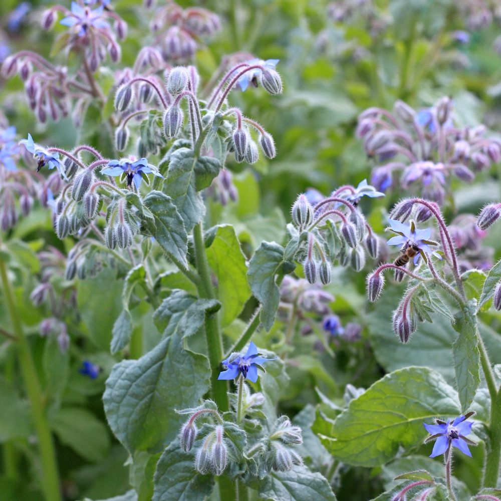 Bourrache Officinale main product photo