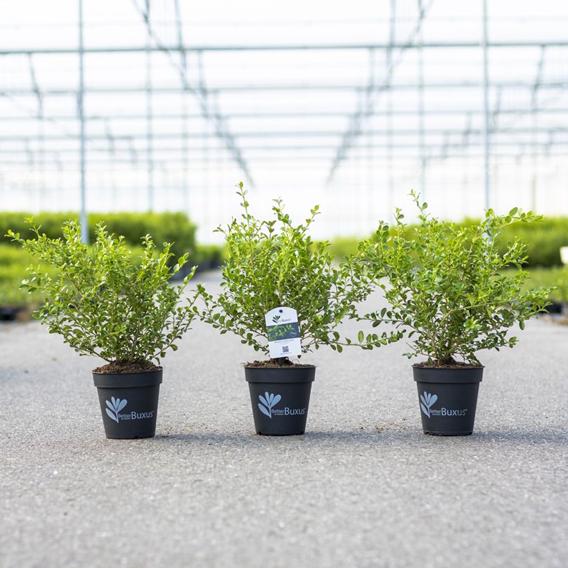 Buis Betterbuxus Babylon Beauty main product photo