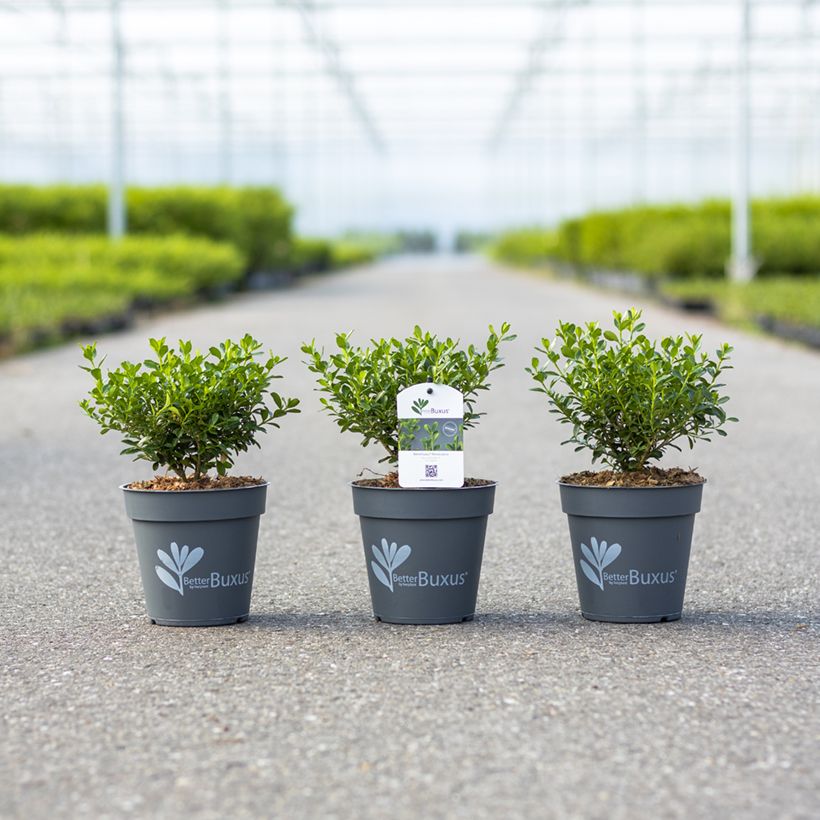 Buis Betterbuxus® Renaissance main product photo