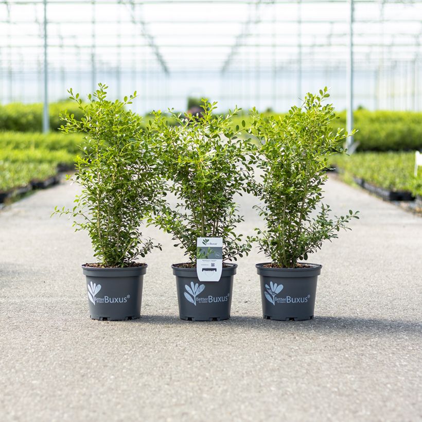 Buis Betterbuxus Skylight main product photo