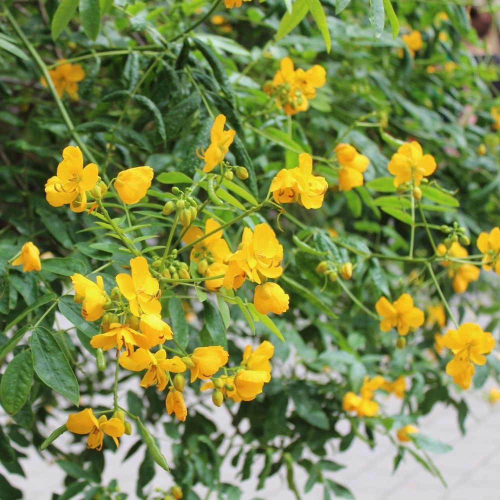 Séné, Cassia corymbosa main product photo
