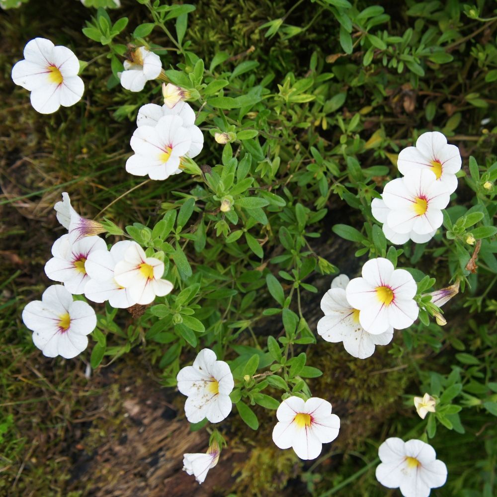 Mini-Pétunia NOA Almond Blossom main product photo