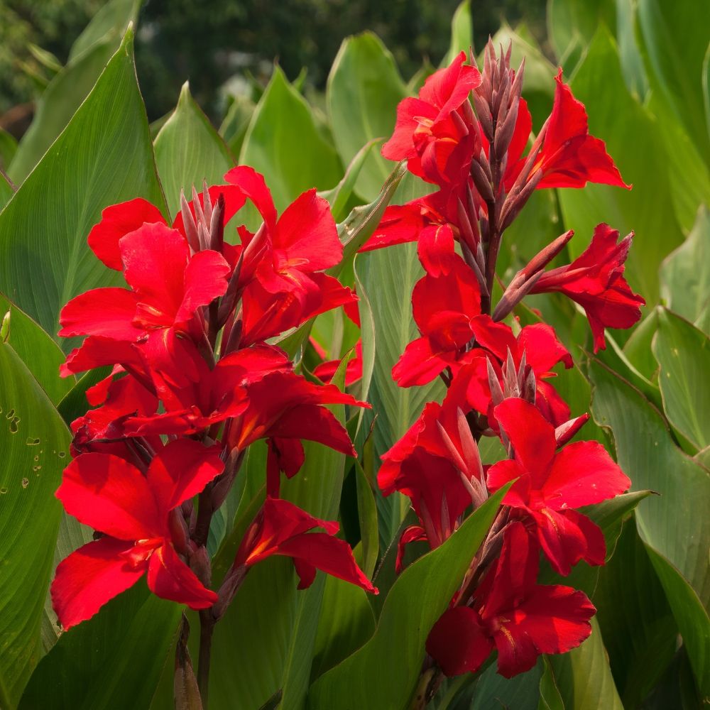 Canna Firebird main product photo