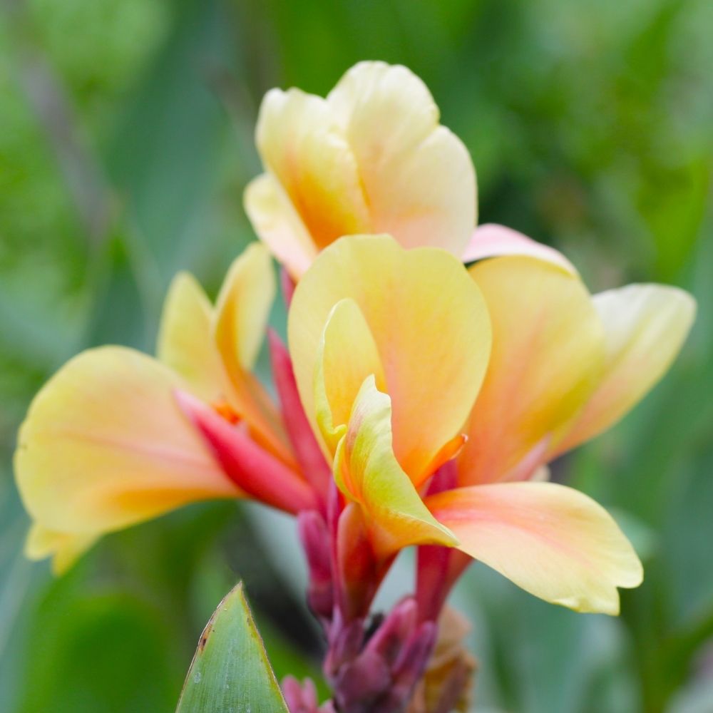 Canna Louis Cottin main product photo