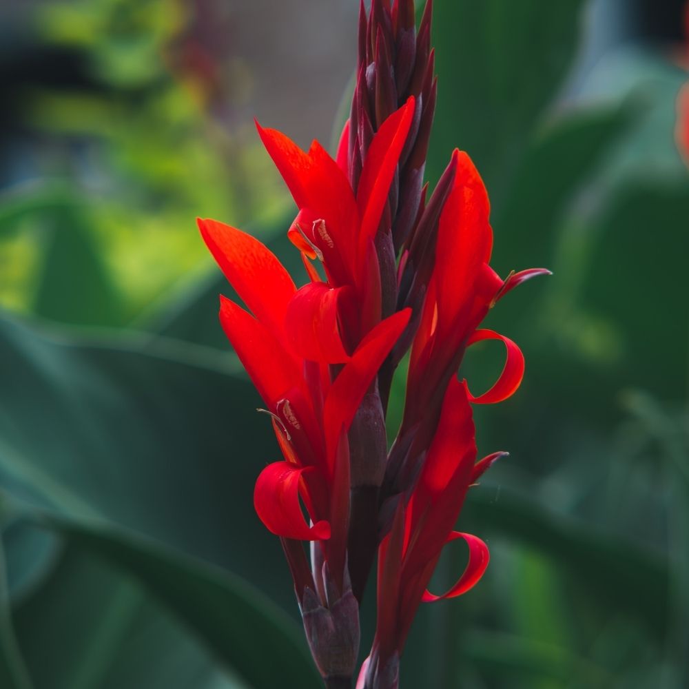 Canna Red Wine main product photo