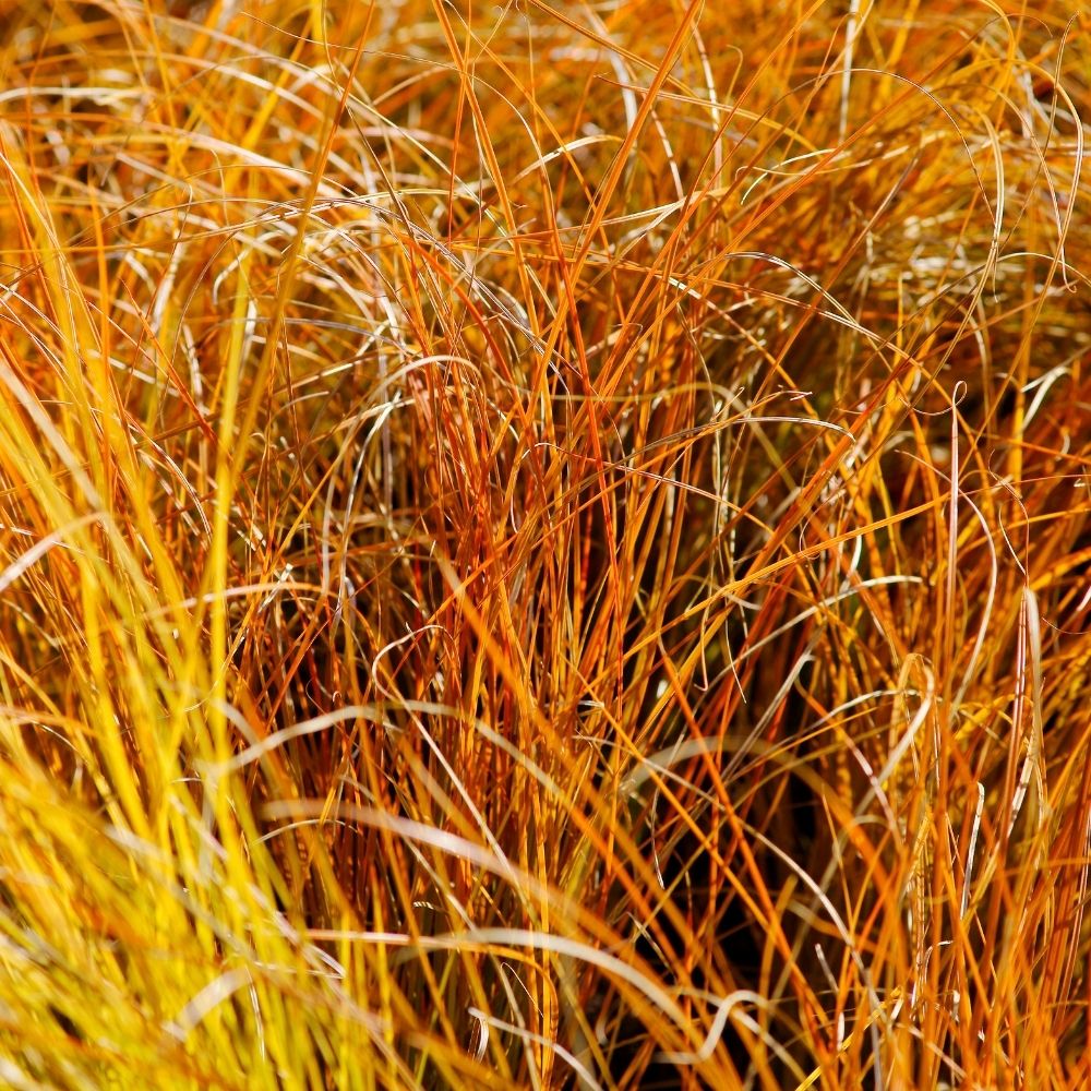 Carex Prairie Fire main product photo
