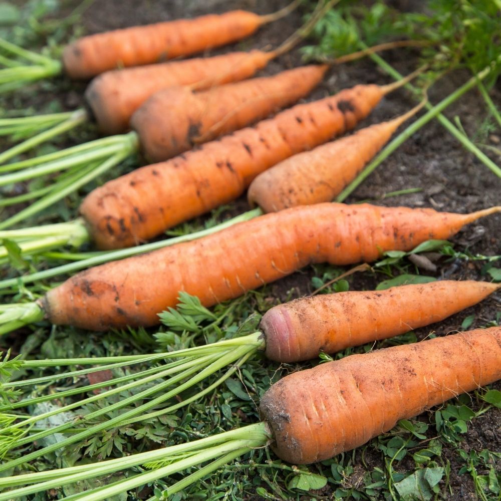 Carotte Eskimo HF1 main product photo