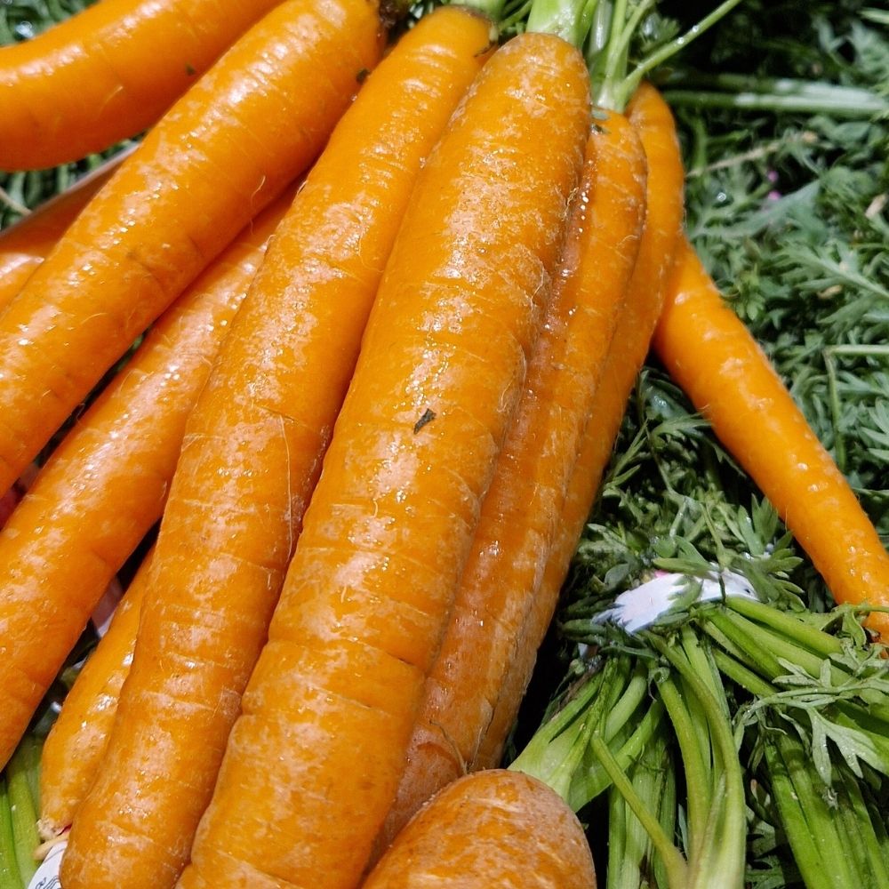 Carotte Longue de Meaux main product photo