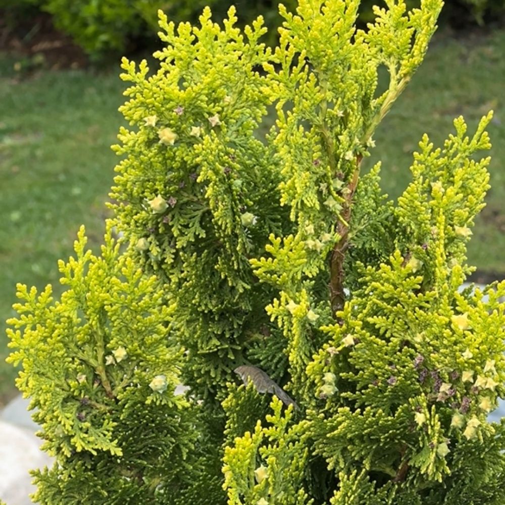 Faux cyprès Hinoki du Japon doré ou Chamaecyparis obtusa ‘Aurora’ main product photo