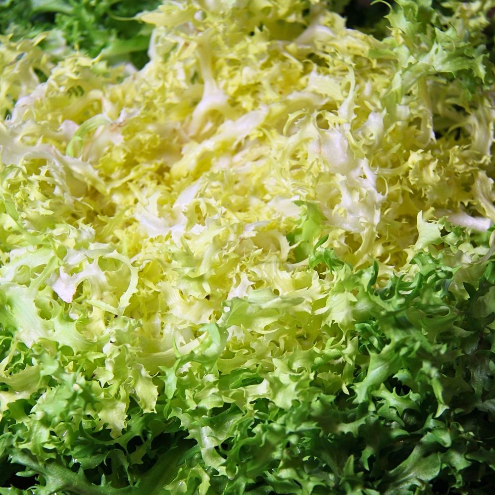 Chicorée Frisée de Meaux main product photo