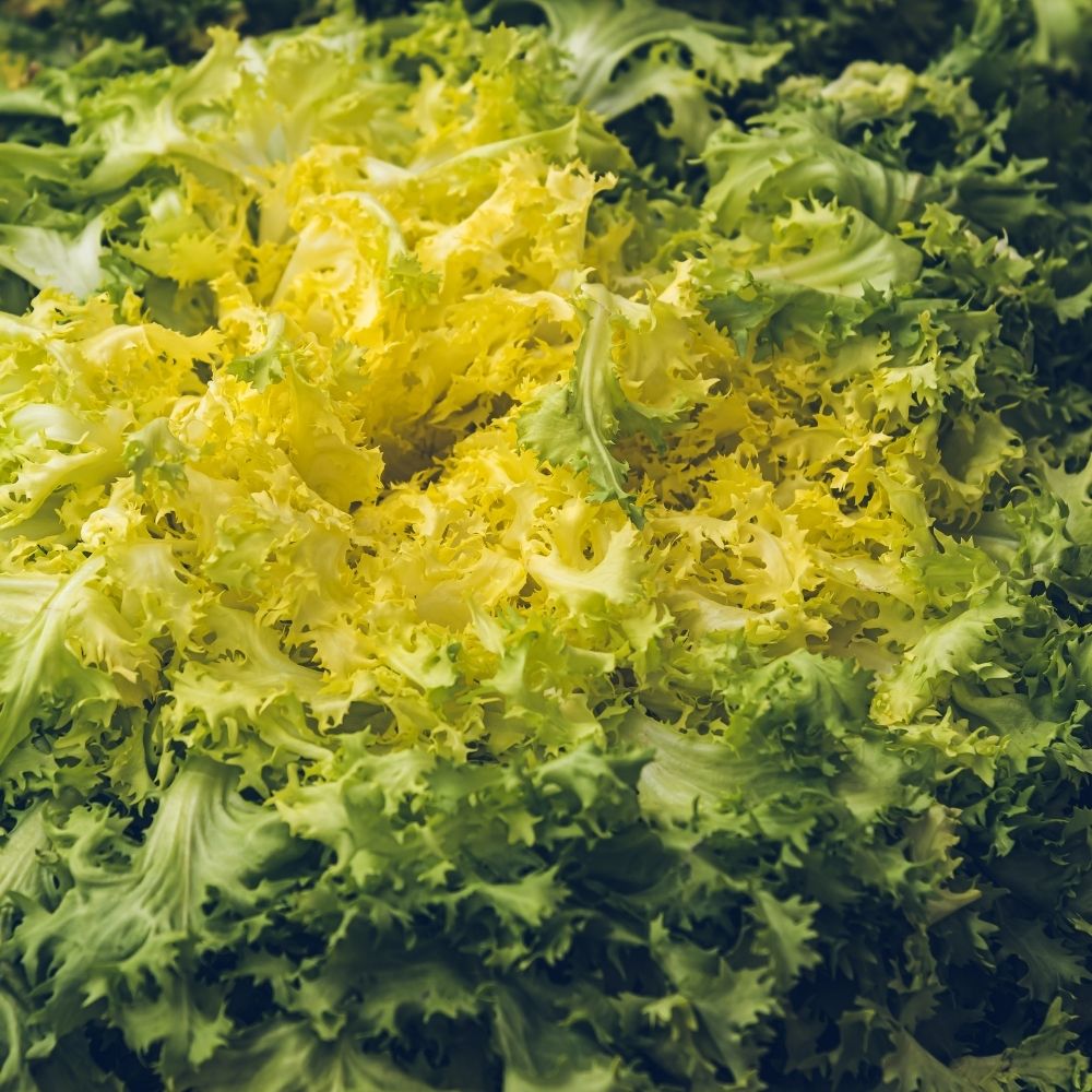 Chicorée Frisée de Ruffec main product photo