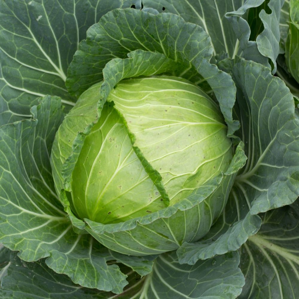 Chou cabus Quintal d'Alsace main product photo