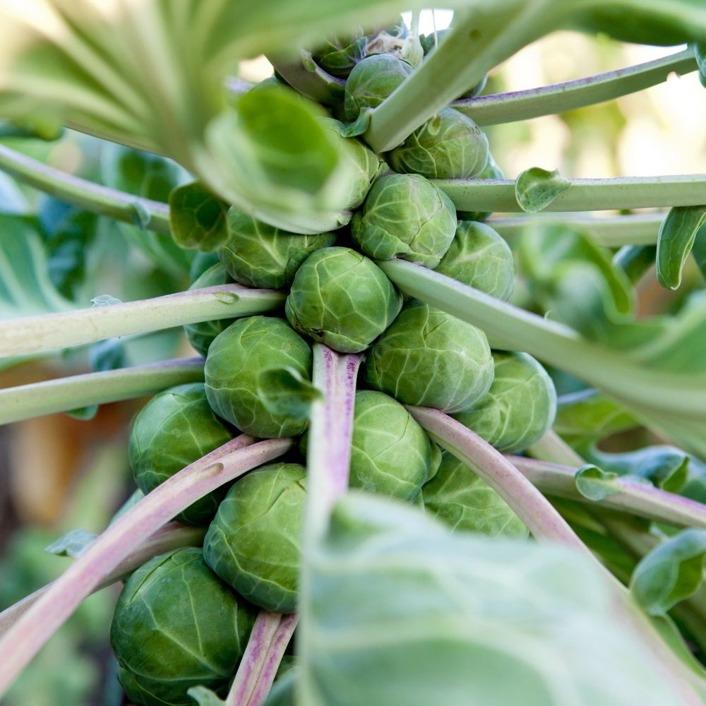 Chou de Bruxelles Sanda main product photo
