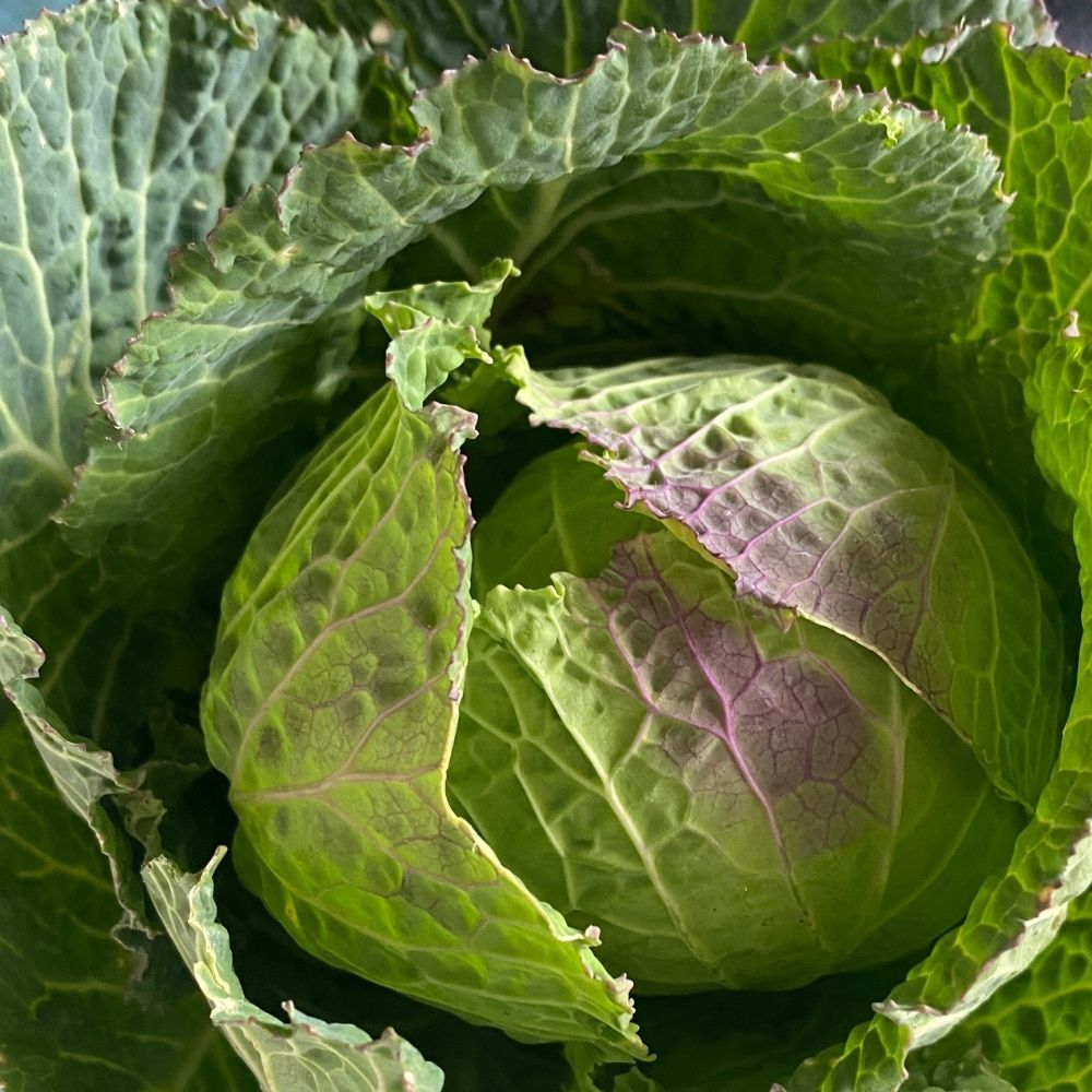 Chou de Milan de Pontoise 2 main product photo