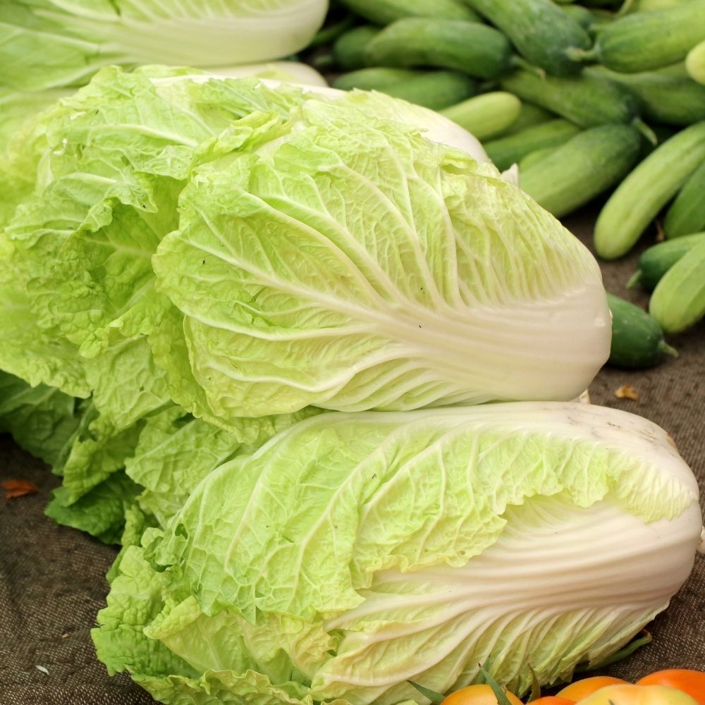 Chou pe-tsaï, Chou de Chine Spectrum Hybride F1 main product photo