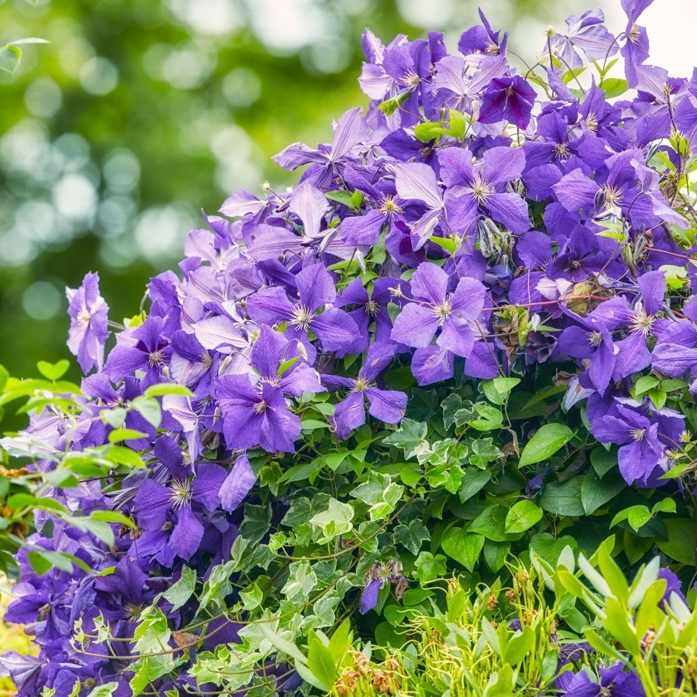 Clématite Perle d'Azur main product photo