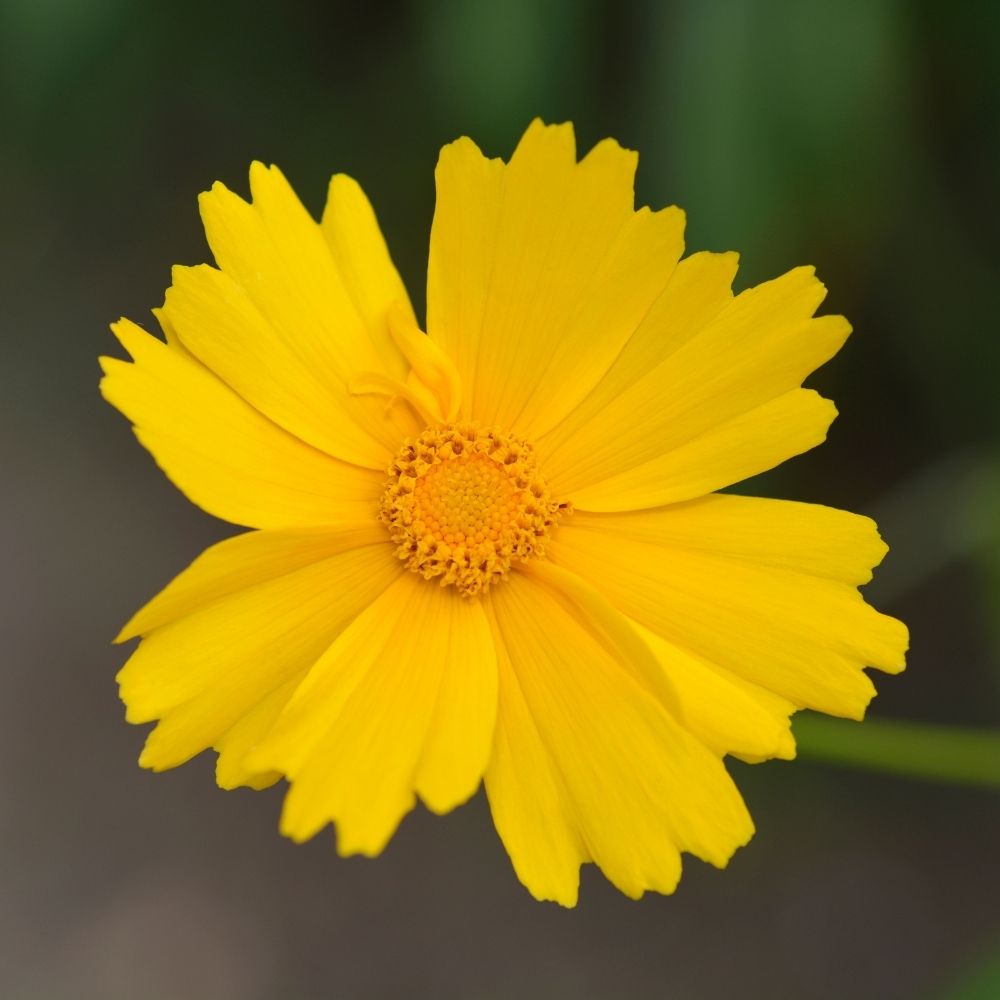 Coreopsis Sonnenkind main product photo