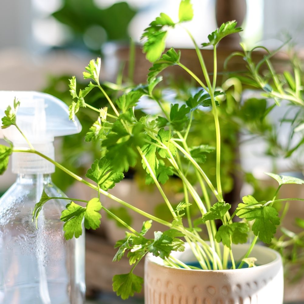 Coriandre BIO pour potagers d'intérieur main product photo