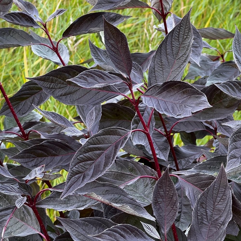 Cornouiller blanc à feuillage sombre NIGHTFALL® main product photo