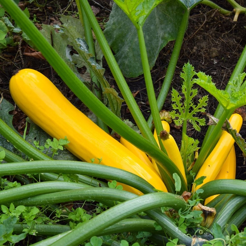 Courgette Orelia Hybride F1 main product photo