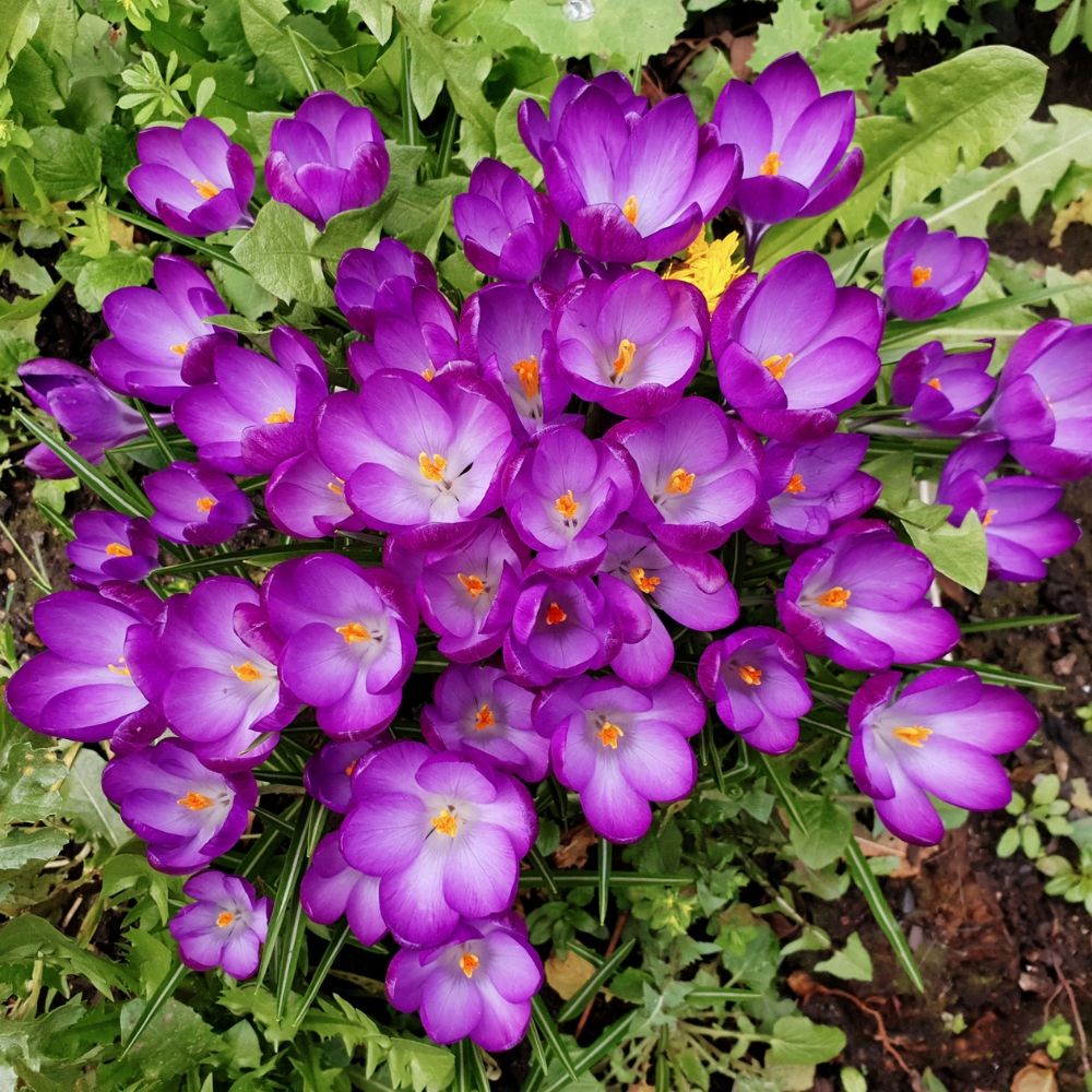 Crocus botanique Ruby Giant main product photo