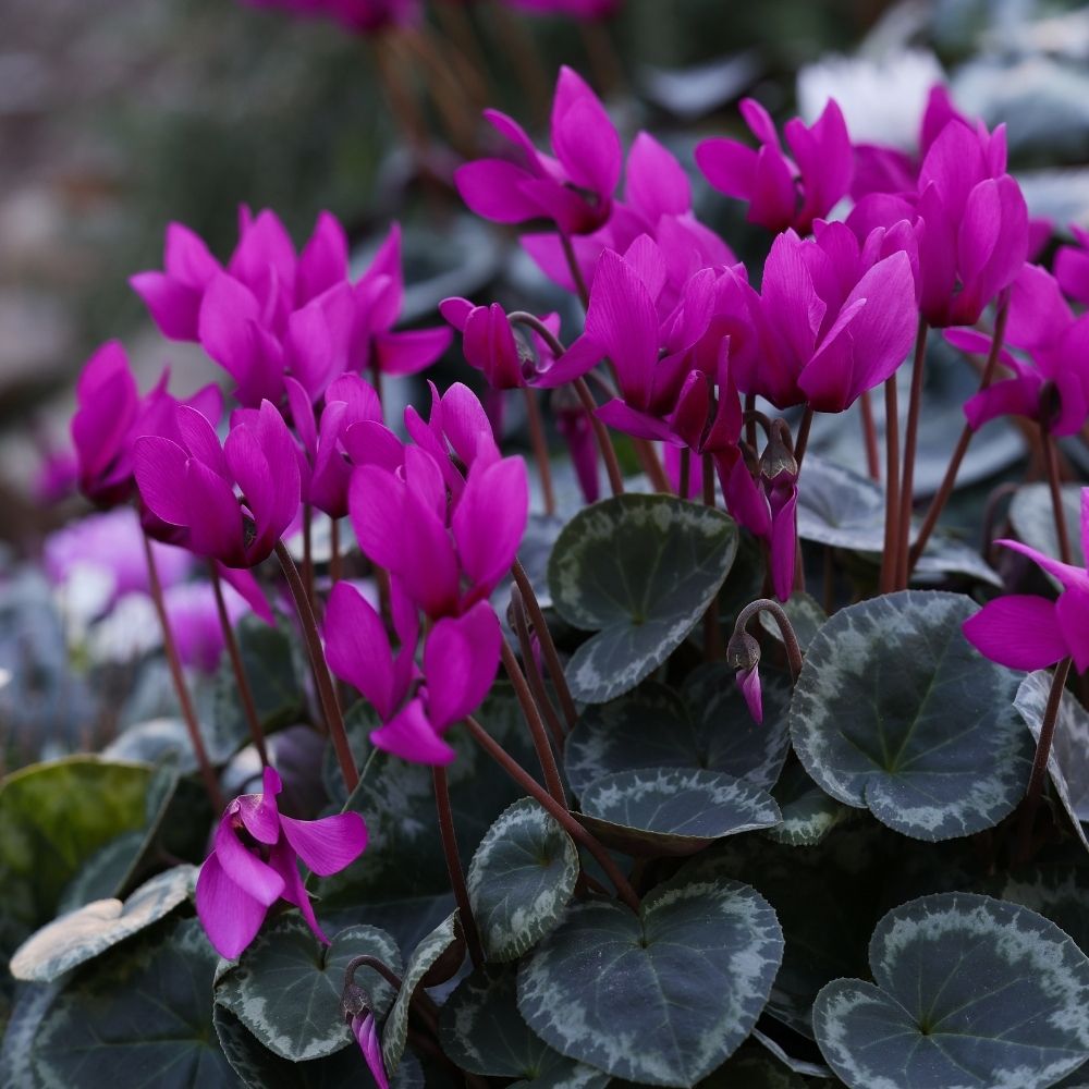 Cyclamen de Perse ELIXIA® main product photo