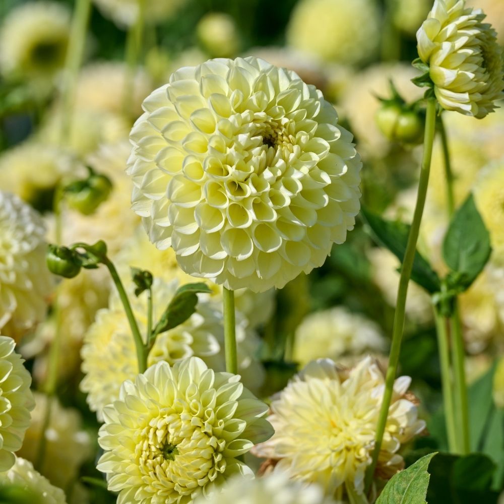 Dahlia balle Banana Baby main product photo