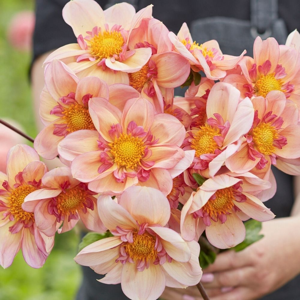 Dahlia collerette Campus main product photo