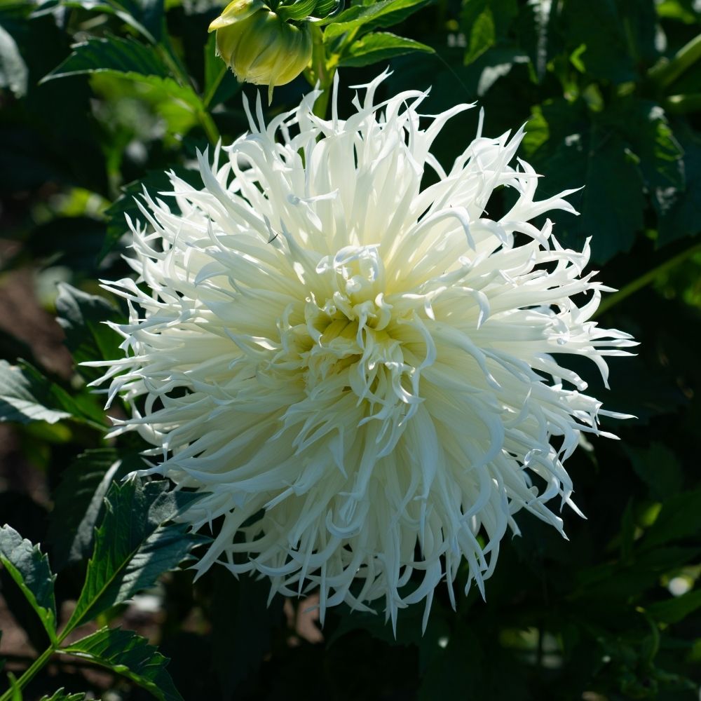 Dahlia cactus dentelle Tsuki Yori no Shisha main product photo