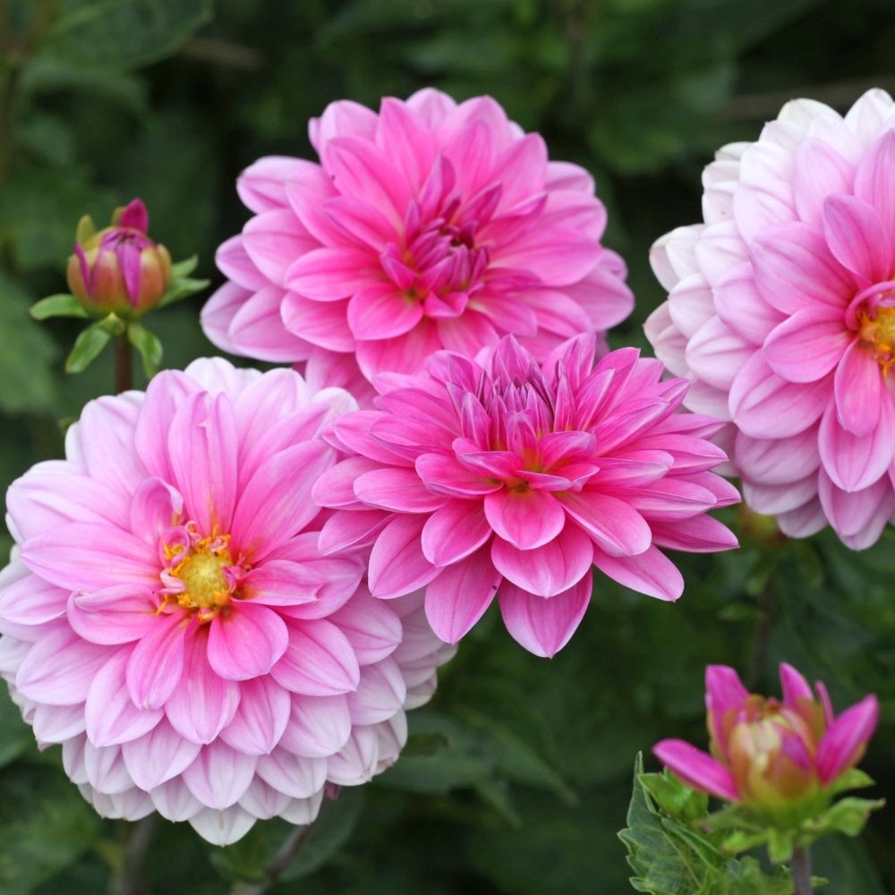 Dahlia camélia Onesta main product photo