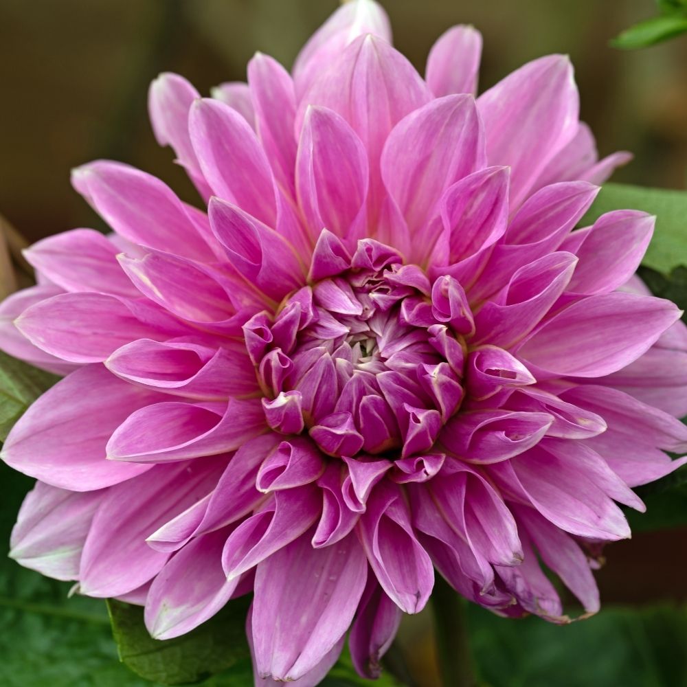 Dahlia géant Lavender Perfection main product photo