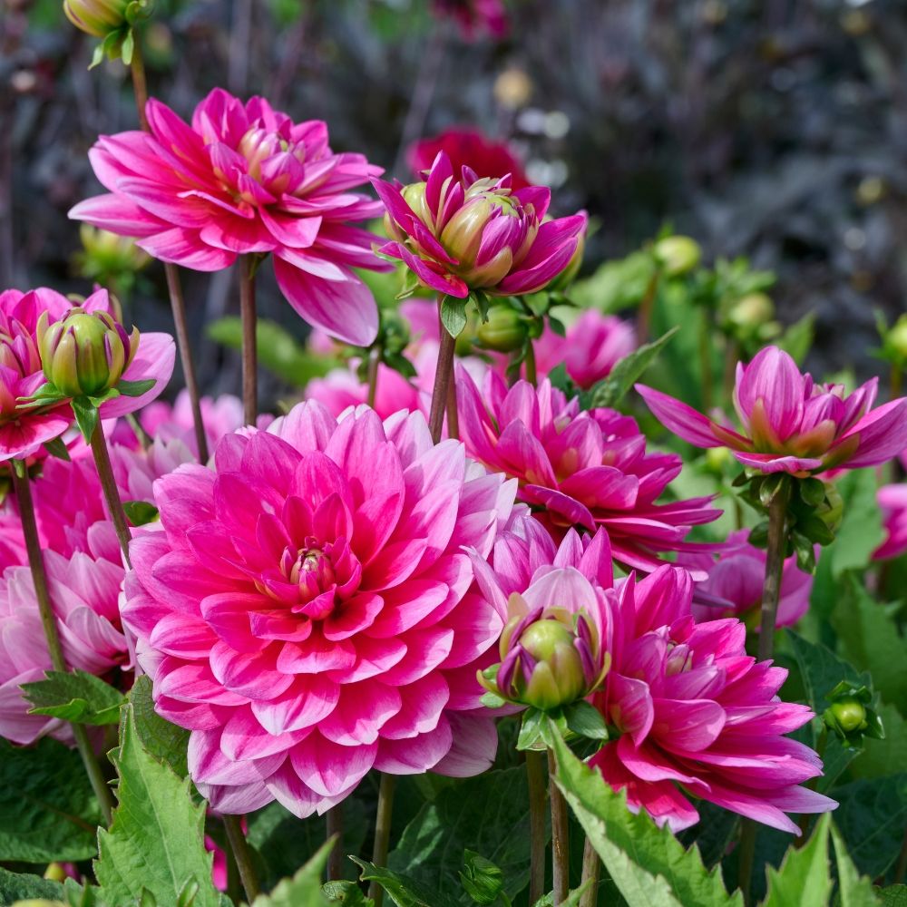 Dahlia décoratif géant Emory Paul main product photo