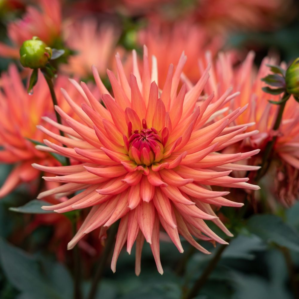 Dahlia cactus nain Park Record main product photo