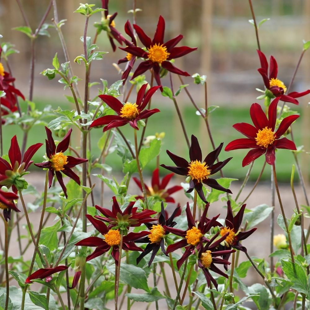 Dahlia paysage Verrone's Obsidian main product photo