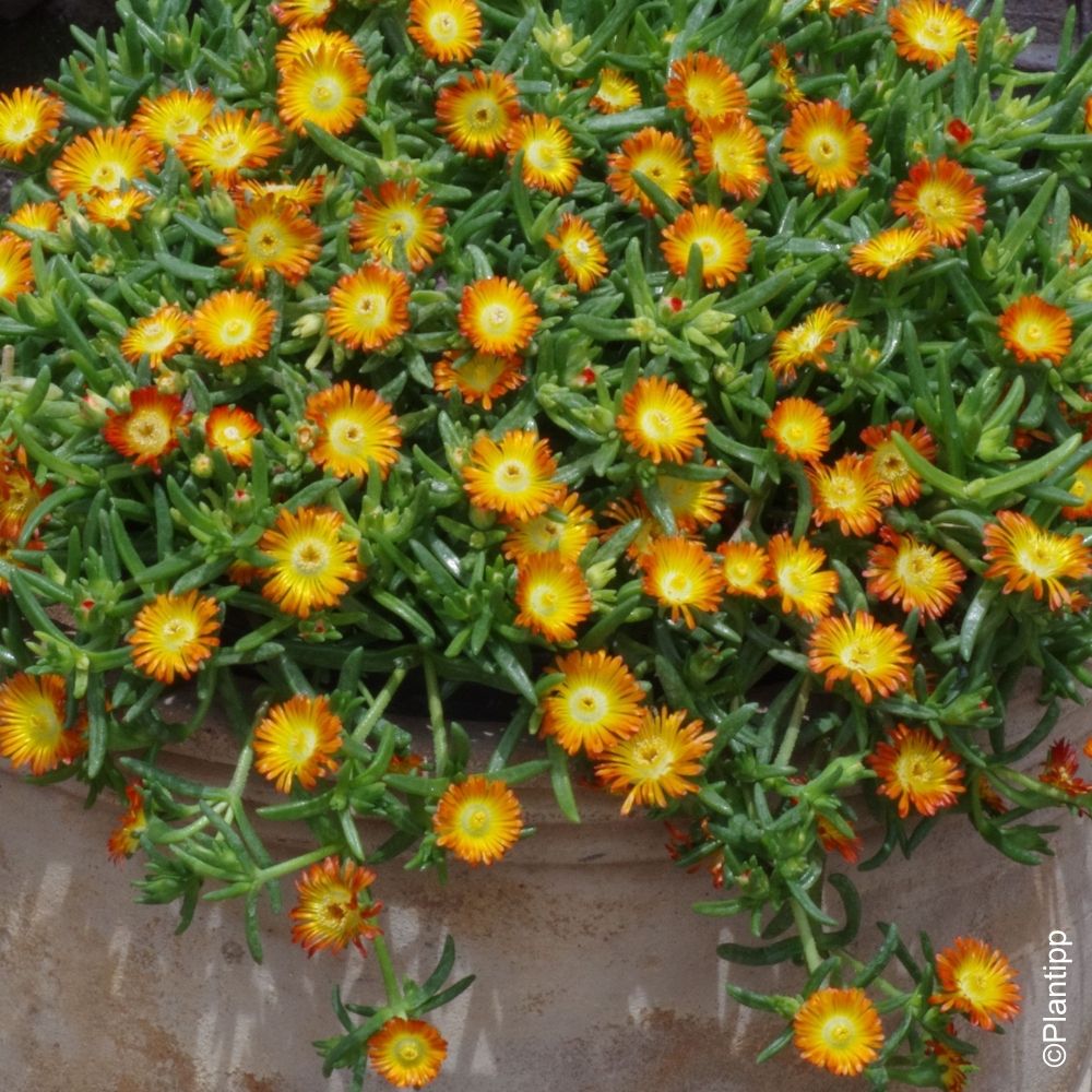 Delosperma Wheels of Wonder Orange main product photo