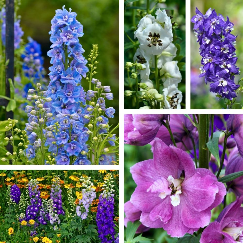 Delphinium Magic Fountains en mélange main product photo