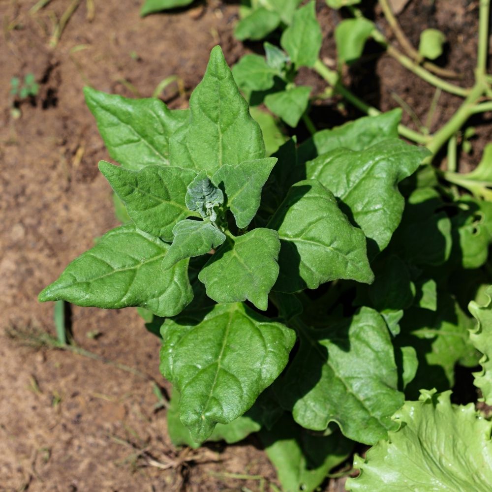 Epinard Géant d'Hiver Le sachet main product photo