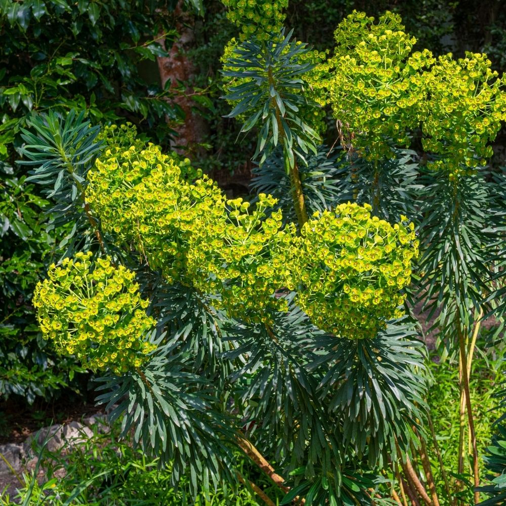 Euphorbe characias wulfenii main product photo