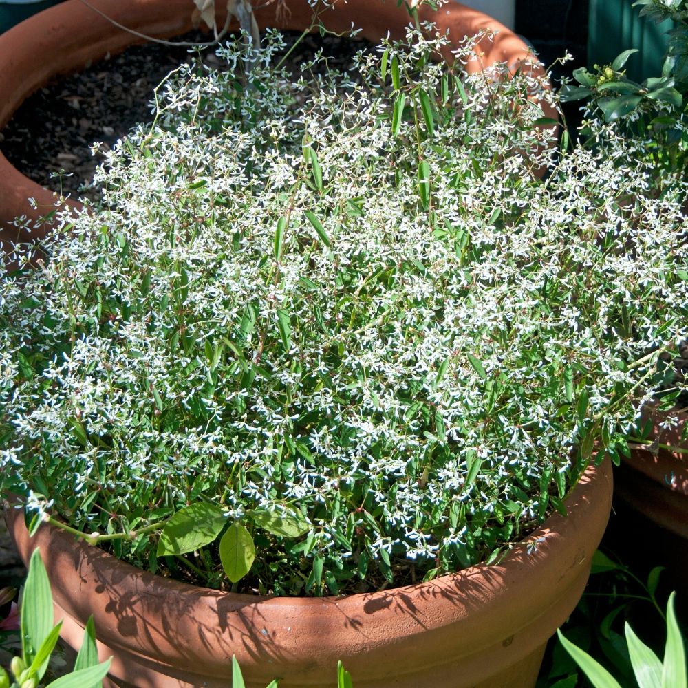 Euphorbe DIAMOND FROST® main product photo