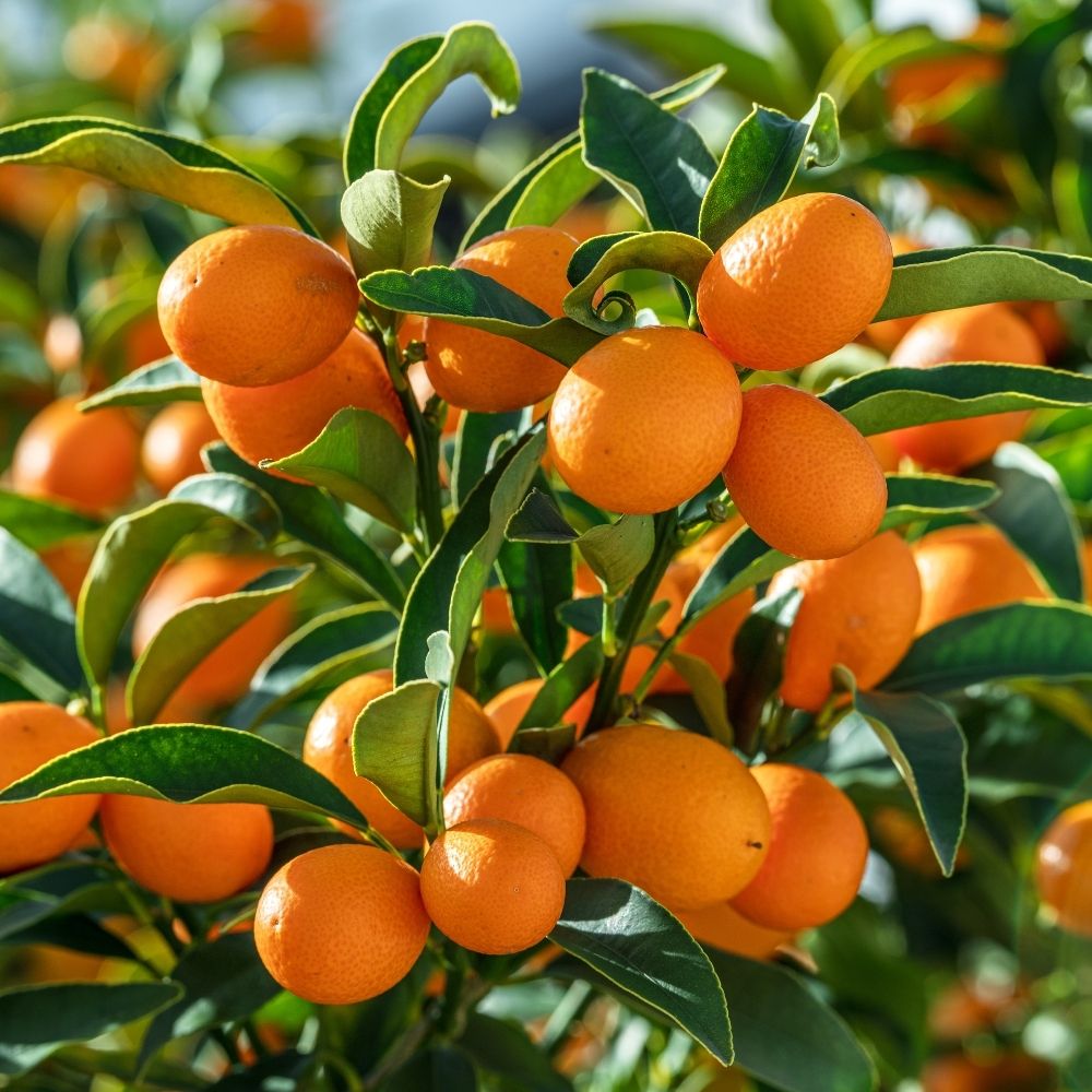 Kumquat ou Fortunella margarita main product photo